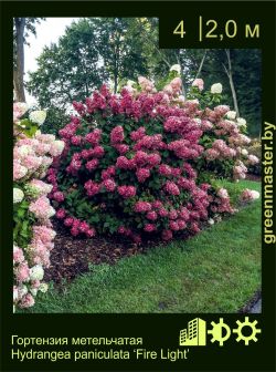 Изображение: гортензия метельчатая (hydrangea paniculata) 'fire light'