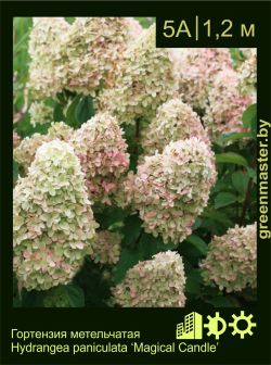 Изображение: гортензия метельчатая (hydrangea paniculata) 'magical candle'