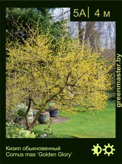 Изображение: кизил обыкновенный (cornus mas) 'golden glory'