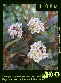 Изображение: пузыреплодник калинолистный (physocarpus opulifolius) 'little joker'