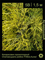 Изображение: кипарисовик горохоплодный (chamaecyparis pisifera) 'filifera aurea'