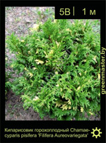 Изображение: кипарисовик горохоплодный (chamaecyparis pisifera) 'filifera aureovariegata'