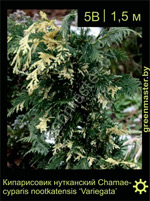 Изображение: кипарисовик нутканский (chamaecyparis nootkatensis)' variegata'