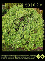 Изображение: кипарисовик горохоплодный (chamaecyparis pisifera) 'nana aureovariegata'