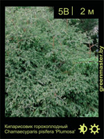 Изображение: кипарисовик горохоплодный (chamaecyparis pisifera) 'plumosa'