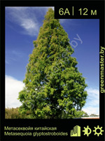 Изображение: метасеквойя глиптостробоидная (metasequoia glyptostroboides)' '