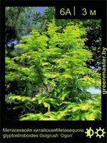 Изображение: метасеквойя глиптостробоидная (metasequoia glyptostroboides) 'ogon'