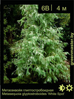Изображение: метасеквойя глиптостробоидная (metasequoia glyptostroboides) 'white spot'
