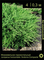 Изображение: можжевельник горизонтальный (juniperus horizontalis) 'andorra compacta'