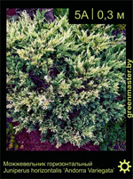 Изображение: можжевельник горизонтальный (juniperus horizontalis) 'andorra variegata'