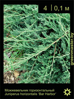 Изображение: можжевельник горизонтальный (juniperus horizontalis) 'bar harbor'