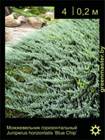 Изображение: можжевельник горизонтальный (juniperus horizontalis) 'blue chip'