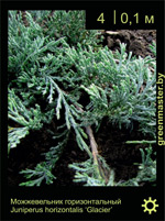 Изображение: можжевельник горизонтальный (juniperus horizontalis) 'glacier'