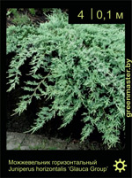 Изображение: можжевельник горизонтальный (juniperus horizontalis) 'glauca group'