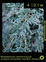 Изображение: можжевельник горизонтальный (juniperus horizontalis) 'icee blue'
