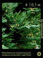Изображение: можжевельник горизонтальный (juniperus horizontalis) 'jade river'