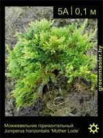 Изображение: можжевельник горизонтальный (juniperus horizontalis) 'mother lode'