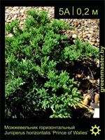 Изображение: можжевельник горизонтальный (juniperus horizontalis) 'prince of wales'