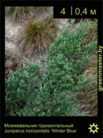 Изображение: можжевельник горизонтальный (juniperus horizontalis) 'winter blue'