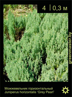 Изображение: можжевельник горизонтальный (juniperus horizontalis) 'grey pearl'