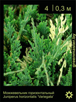 Изображение: можжевельник горизонтальный (juniperus horizontalis) 'variegata'