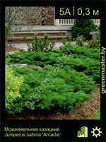 Изображение: можжевельник казацкий (juniperus sabina) 'arcadia'