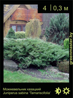 Изображение: можжевельник казацкий (juniperus sabina) 'tamariscifolia'