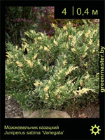 Изображение: можжевельник казацкий (juniperus sabina) 'variegata'