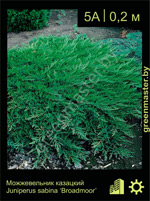 Изображение: можжевельник казацкий (juniperus sabina) 'broadmoor'