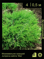 Изображение: можжевельник казацкий (juniperus sabina) 'mas'