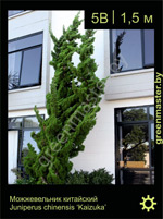 Изображение: можжевельник китайский (juniperus chinensis) 'kaizuka'