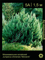 Изображение: можжевельник китайский (juniperus chinensis) 'monarch'