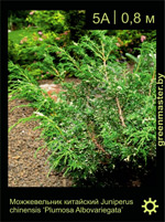 Изображение: можжевельник китайский (juniperus chinensis) 'plumosa albovariegata'