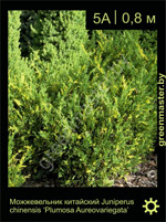 Изображение: можжевельник китайский (juniperus chinensis) 'plumosa aureovariegata'