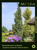 Изображение: можжевельник китайский (juniperus chinensis) 'robust green'