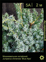 Изображение: можжевельник китайский (juniperus chinensis) 'blue alps'