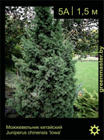 Изображение: можжевельник китайский (juniperus chinensis) 'iowa'