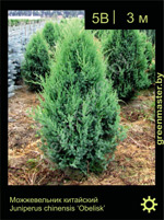 Изображение: можжевельник китайский (juniperus chinensis) 'obelisk'