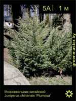 Изображение: можжевельник китайский (juniperus chinensis) 'plumosa'