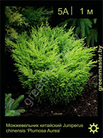 Изображение: можжевельник китайский (juniperus chinensis) 'plumosa aurea'