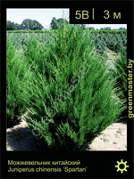 Изображение: можжевельник китайский (juniperus chinensis) 'spartan'