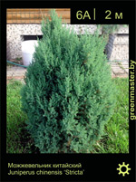 Изображение: можжевельник китайский (juniperus chinensis) 'stricta'