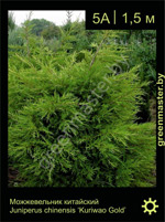 Изображение: можжевельник китайский (juniperus chinensis) 'kuriwao gold'