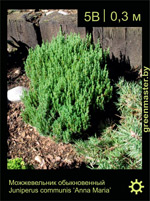 Изображение: можжевельник обыкновенный (juniperus communis) 'anna maria'