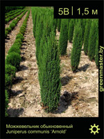 Изображение: можжевельник обыкновенный (juniperus communis) 'arnold'