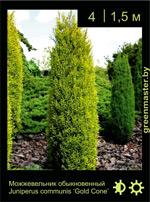 Изображение: можжевельник обыкновенный (juniperus communis) 'gold cone'