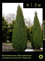 Изображение: можжевельник обыкновенный (juniperus communis)' hibernica'