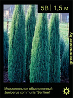 Изображение: можжевельник обыкновенный (juniperus communis)' sentinel'