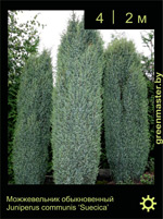 Изображение: можжевельник обыкновенный (juniperus communis)' suecica'