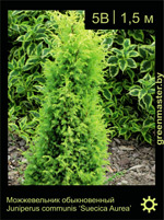 Изображение: можжевельник обыкновенный (juniperus communis)' suecica aurea'